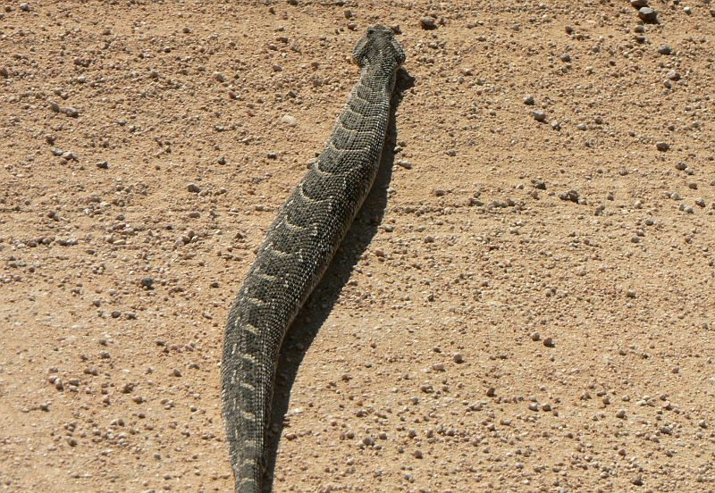 JAR 412_zmije.JPG - Pak už zmiji trvalo jen sekundu se ze silnice odplazit.